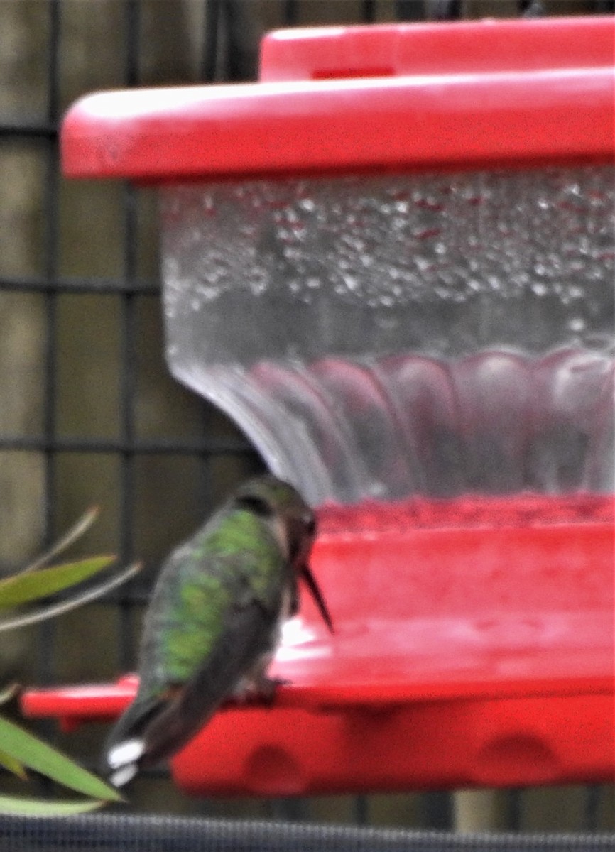 Broad-tailed Hummingbird - ML312341021