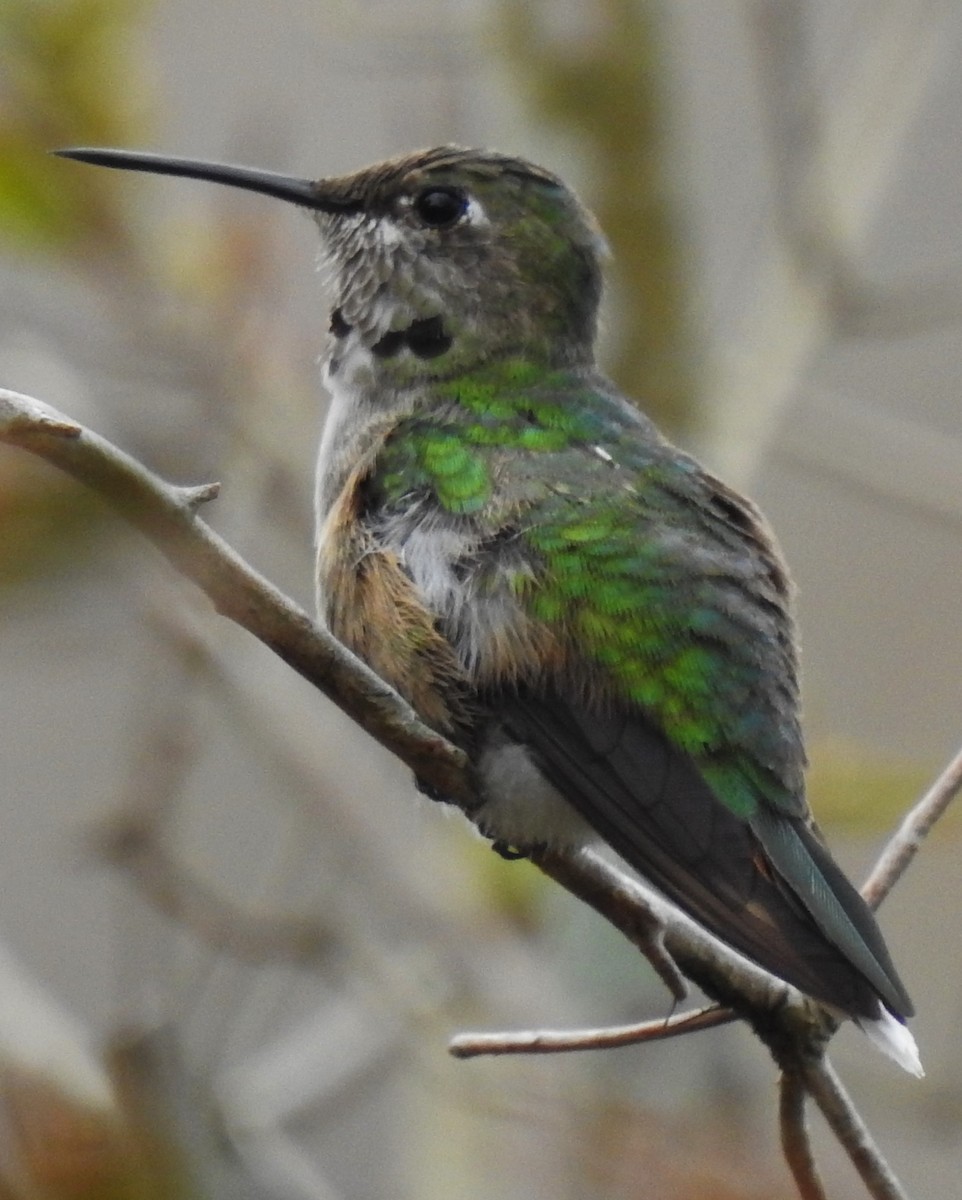 Broad-tailed Hummingbird - ML312341031
