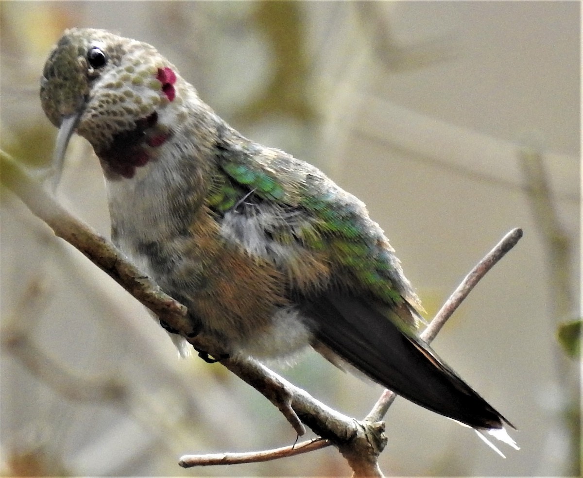 Broad-tailed Hummingbird - ML312341041