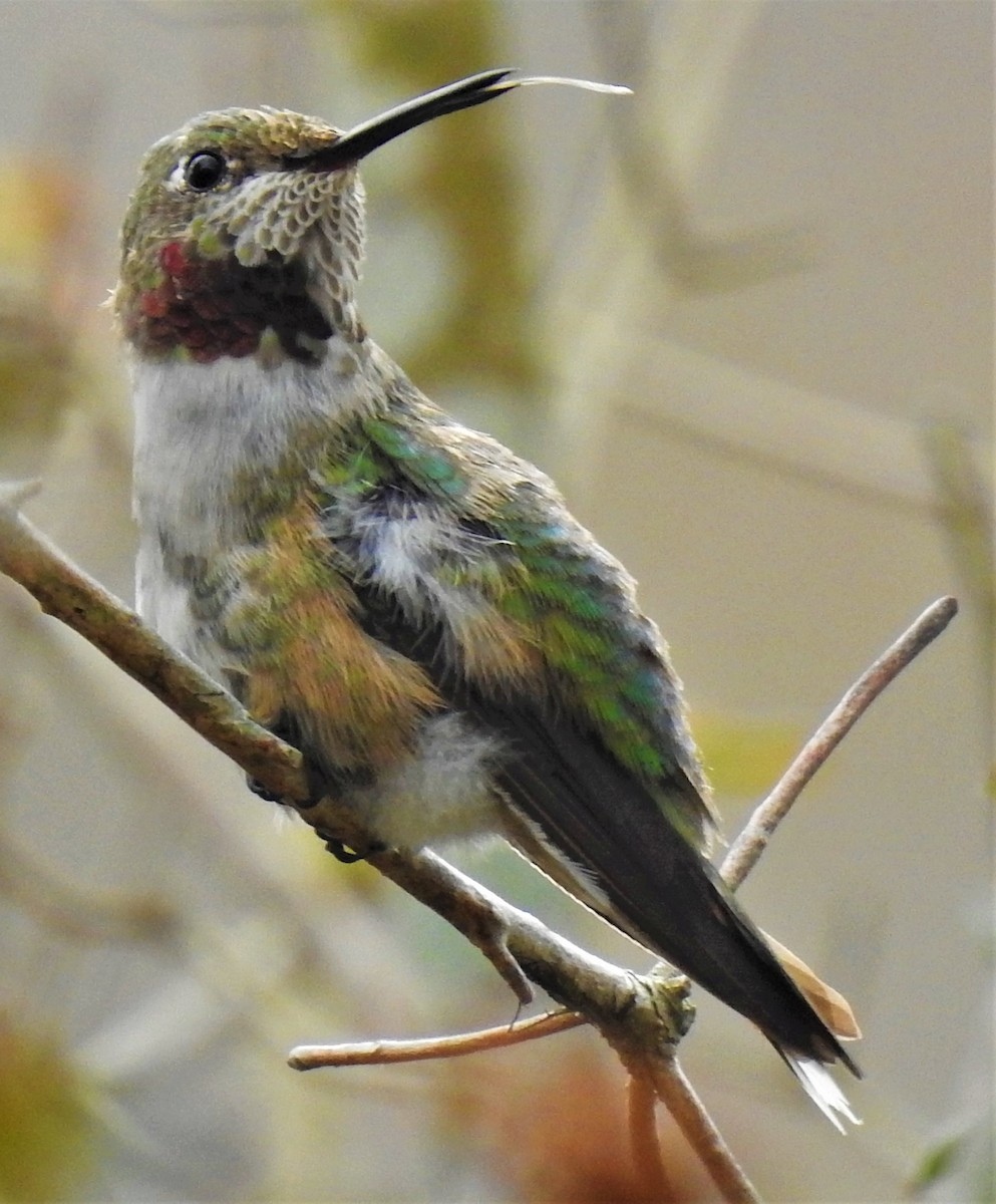 Broad-tailed Hummingbird - ML312341061