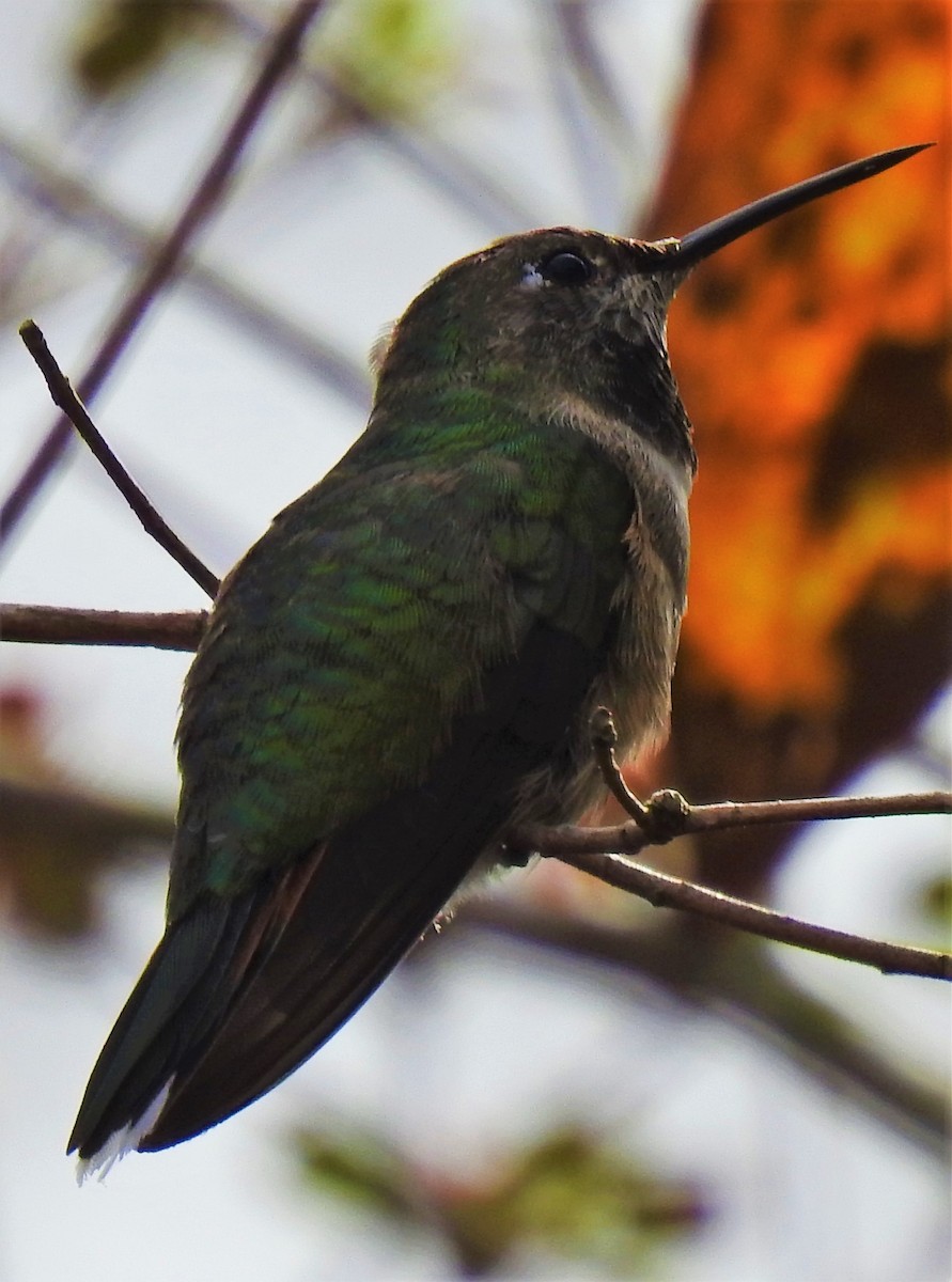 Broad-tailed Hummingbird - ML312341131