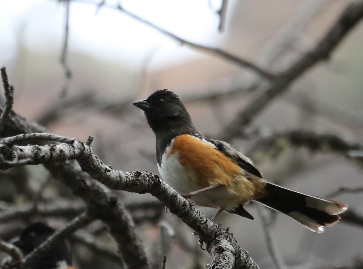Spotted Towhee - ML31234991