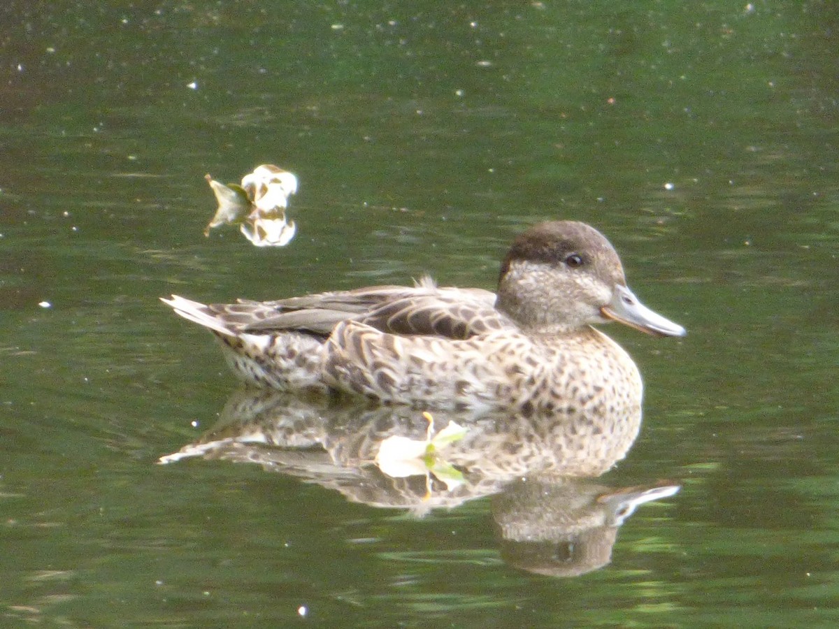 Green-winged Teal - ML31235121