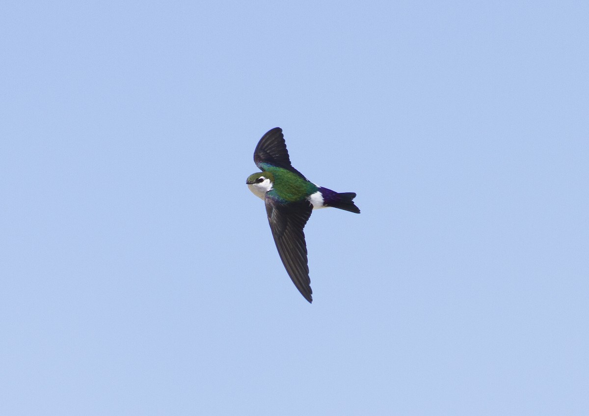 Violet-green Swallow - Dennis Cooke