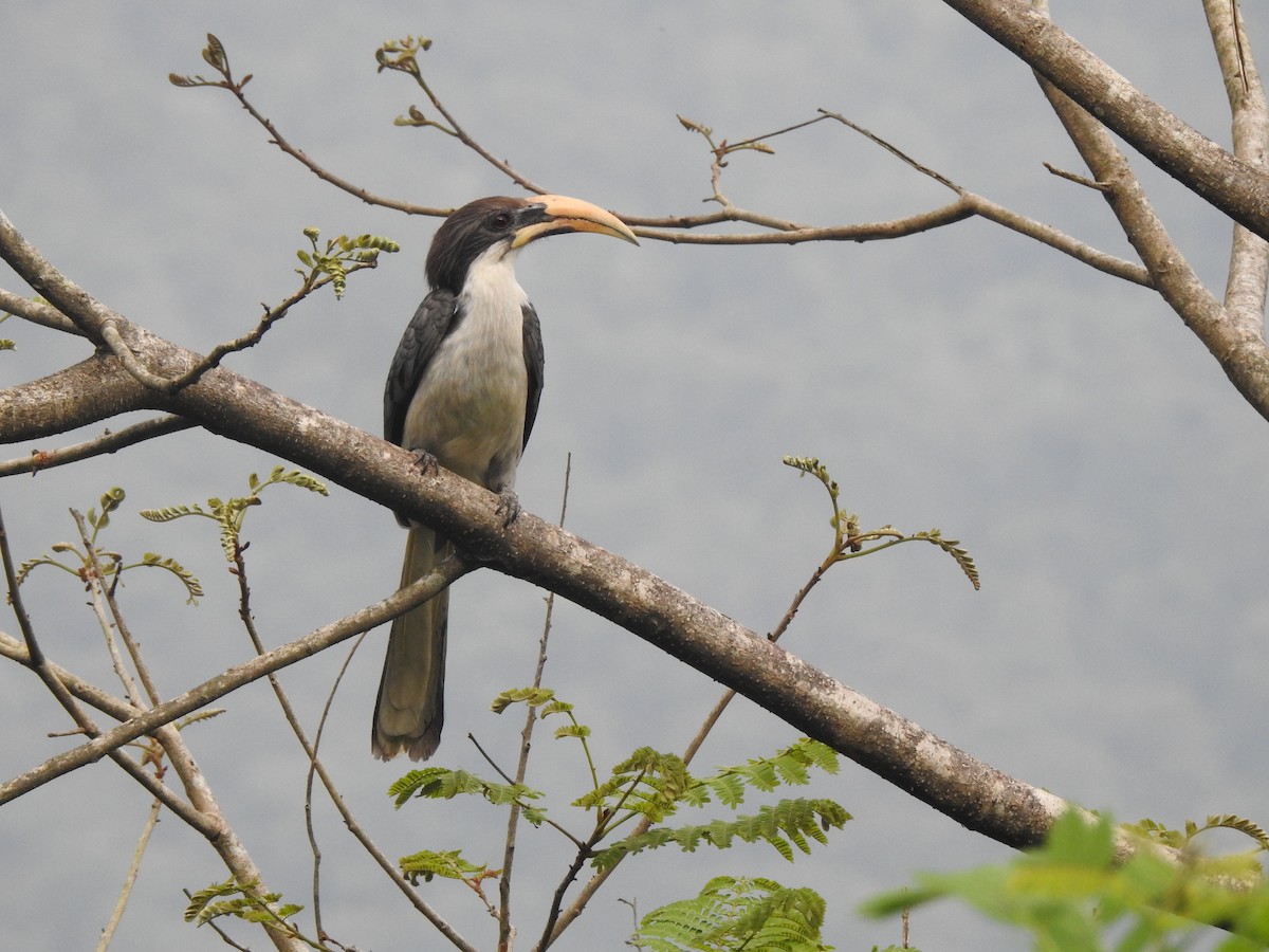 Sri Lanka Gray Hornbill - ML312354721