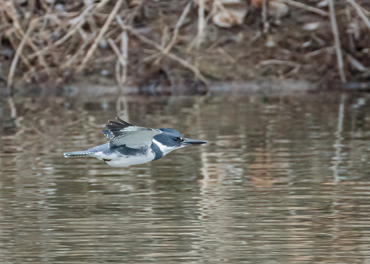 Belted Kingfisher - ML312356021