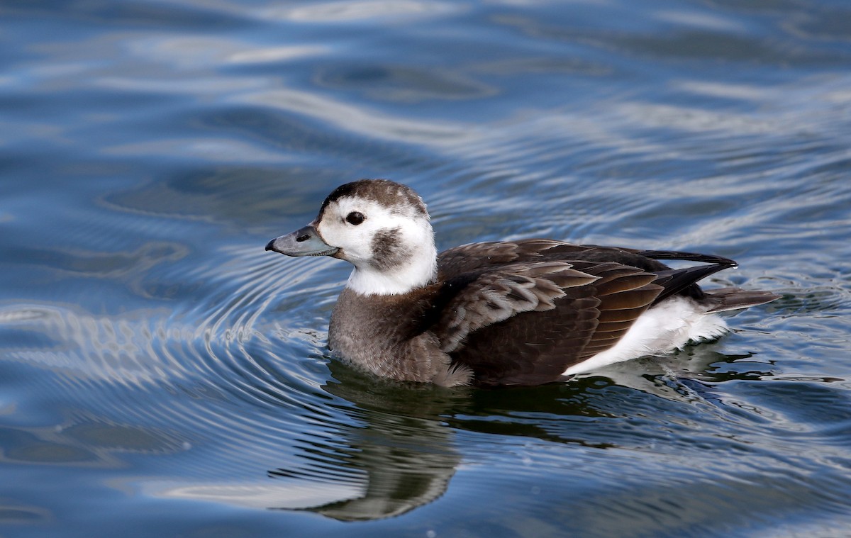 Long-tailed Duck - ML312362181