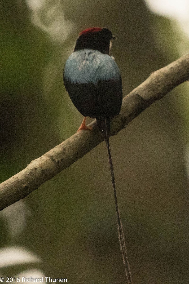 Long-tailed Manakin - Richard Thunen