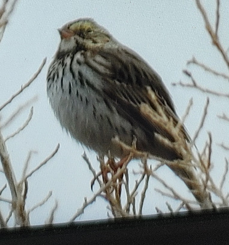 Savannah Sparrow - ML312367661