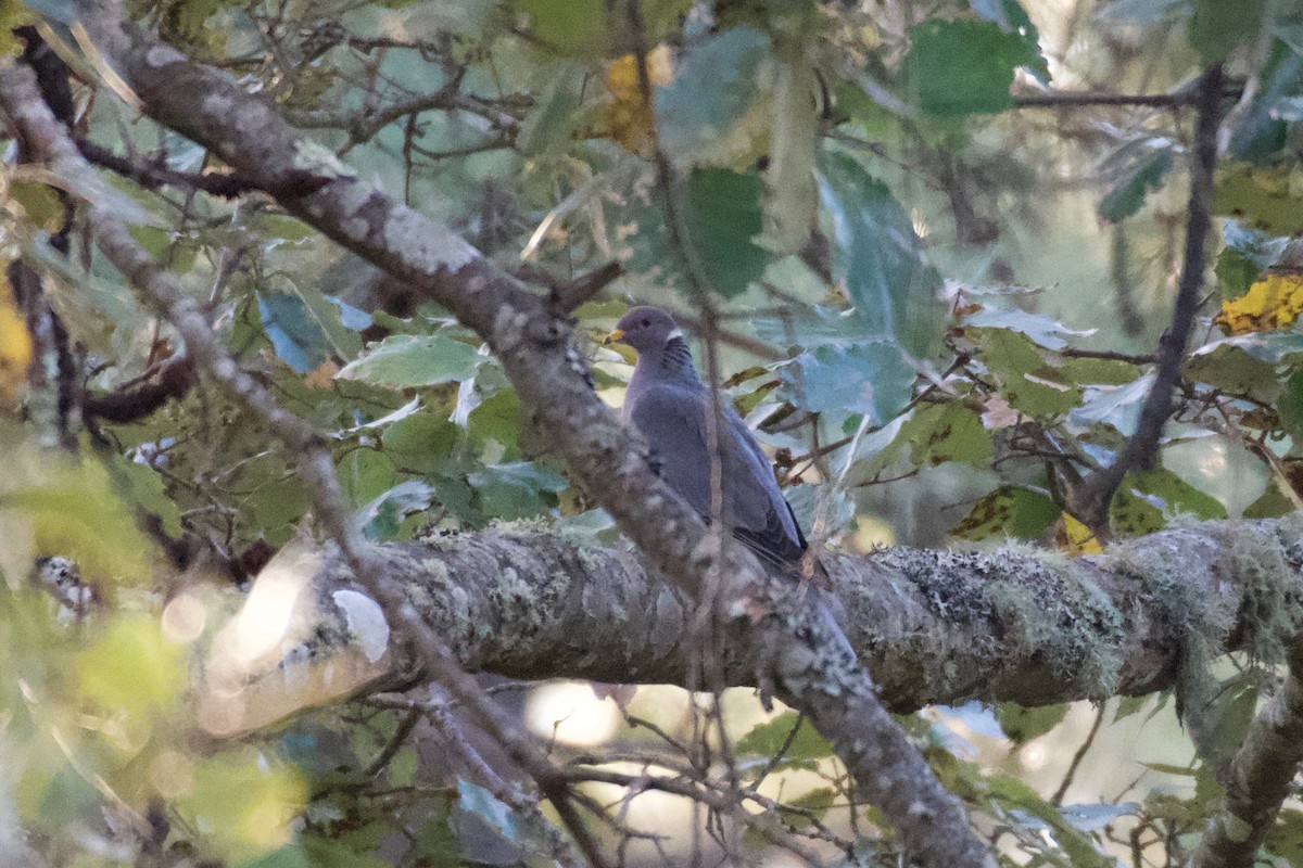 Band-tailed Pigeon - ML312370391