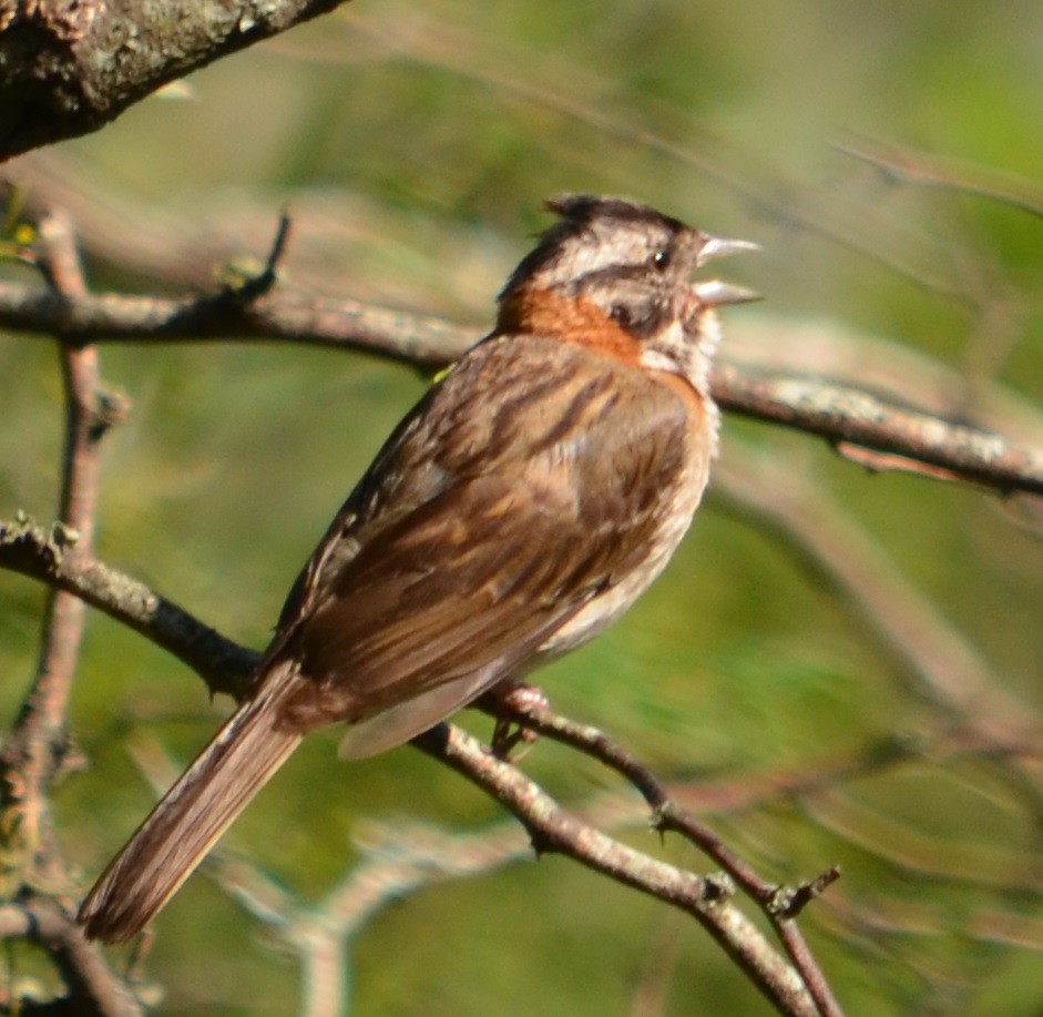 Rufous-collared Sparrow - Viviana Fuentes