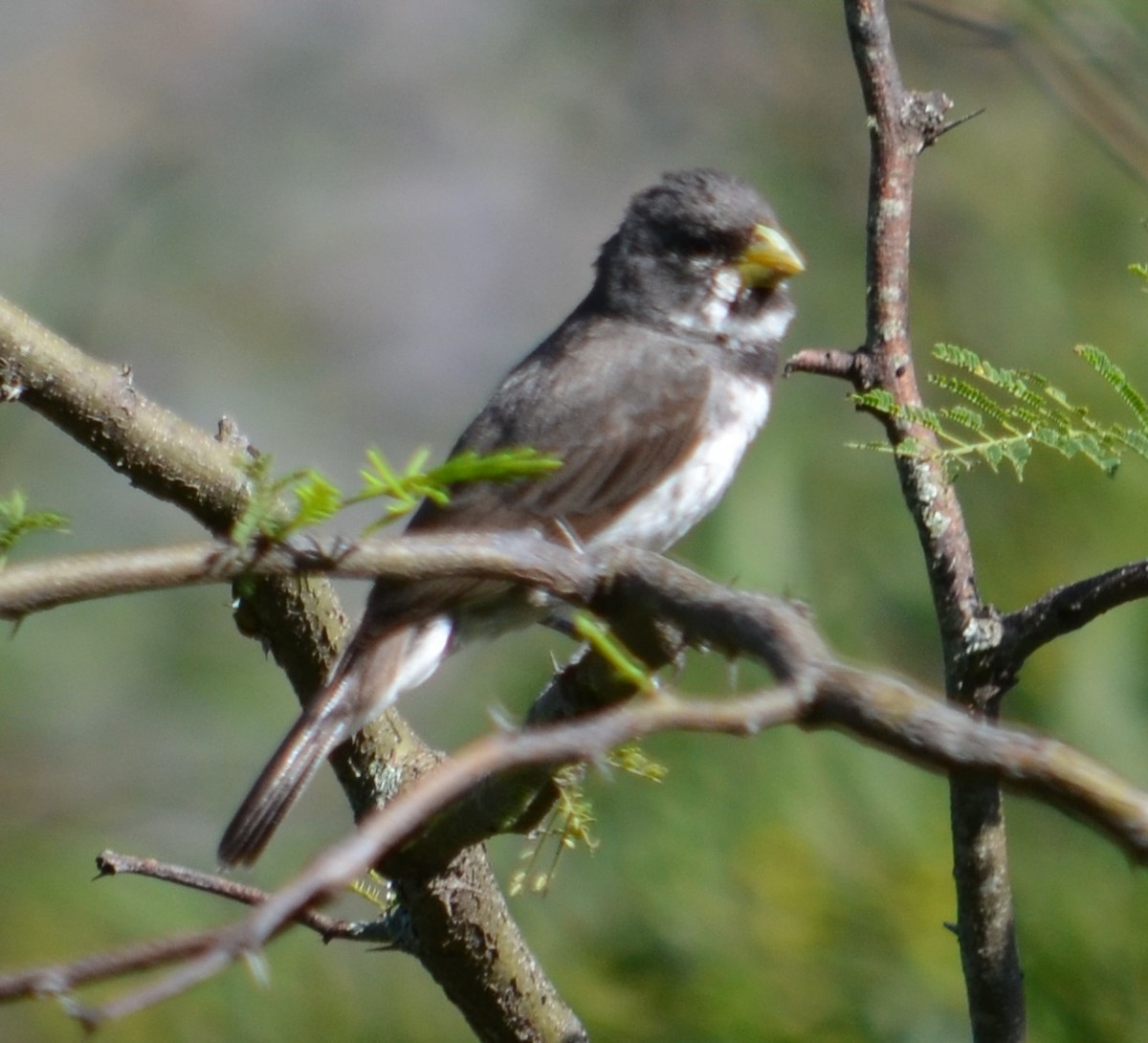 Double-collared Seedeater - ML312372341