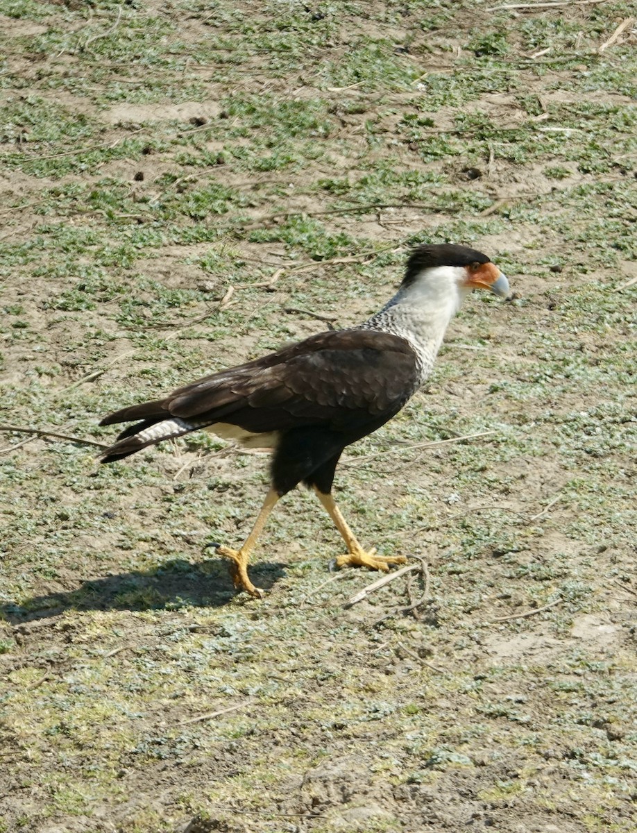Crested Caracara (Northern) - Howie Nielsen