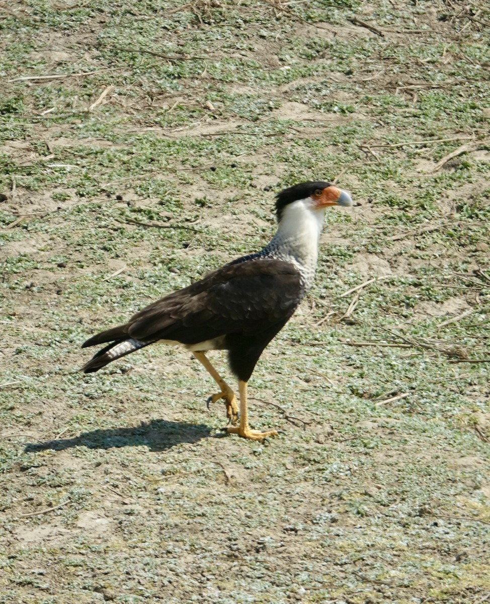 Crested Caracara (Northern) - Howie Nielsen
