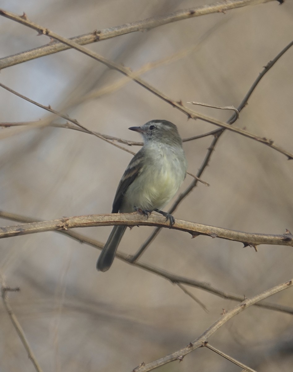 Northern Mouse-colored Tyrannulet - ML312378641