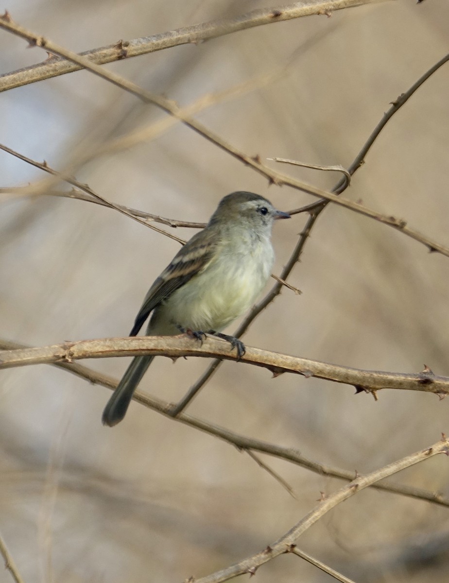 Northern Mouse-colored Tyrannulet - ML312378651