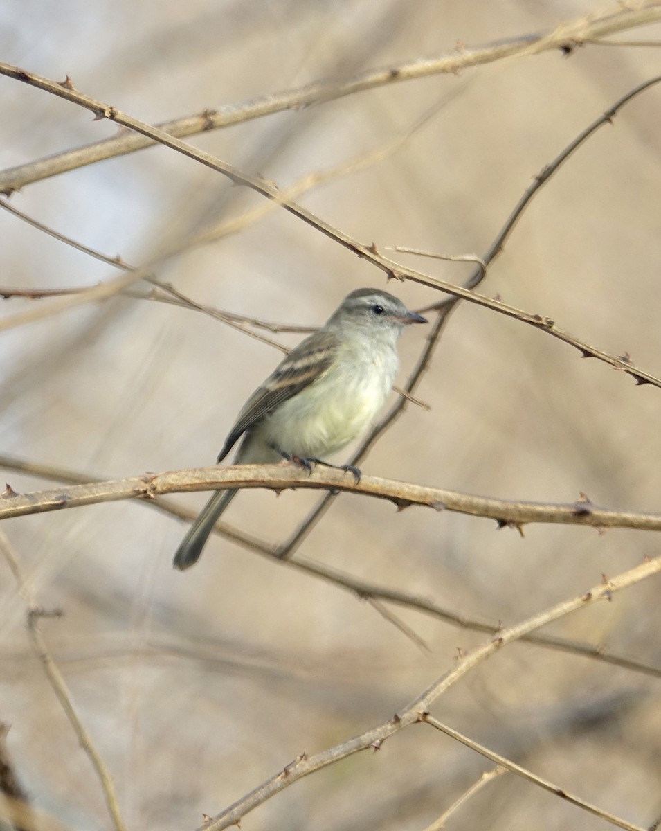 Northern Mouse-colored Tyrannulet - ML312378681