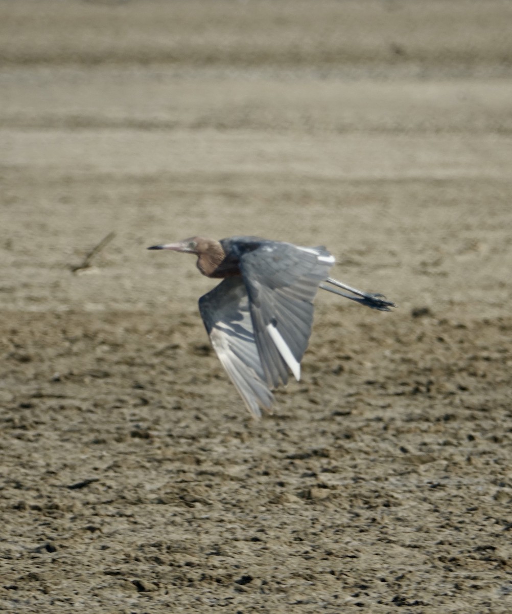 Reddish Egret - Howie Nielsen