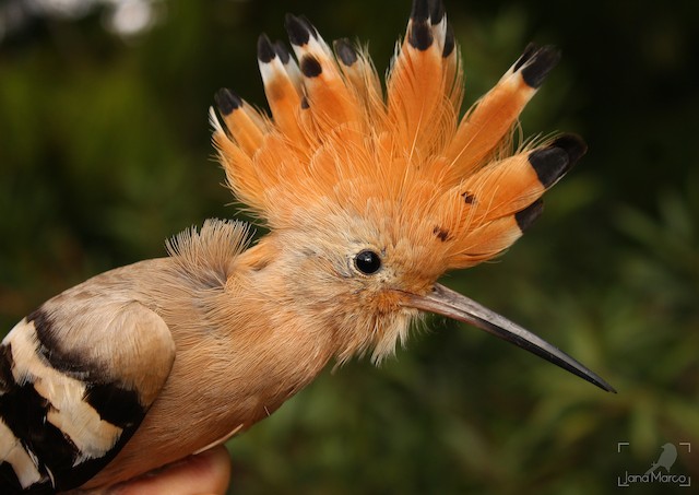 Adult <em class="SciName notranslate">Upupa epops epops</em>: Spread Crest. - Eurasian Hoopoe - 