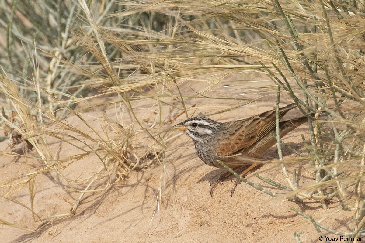 Striolated Bunting - ML312391481