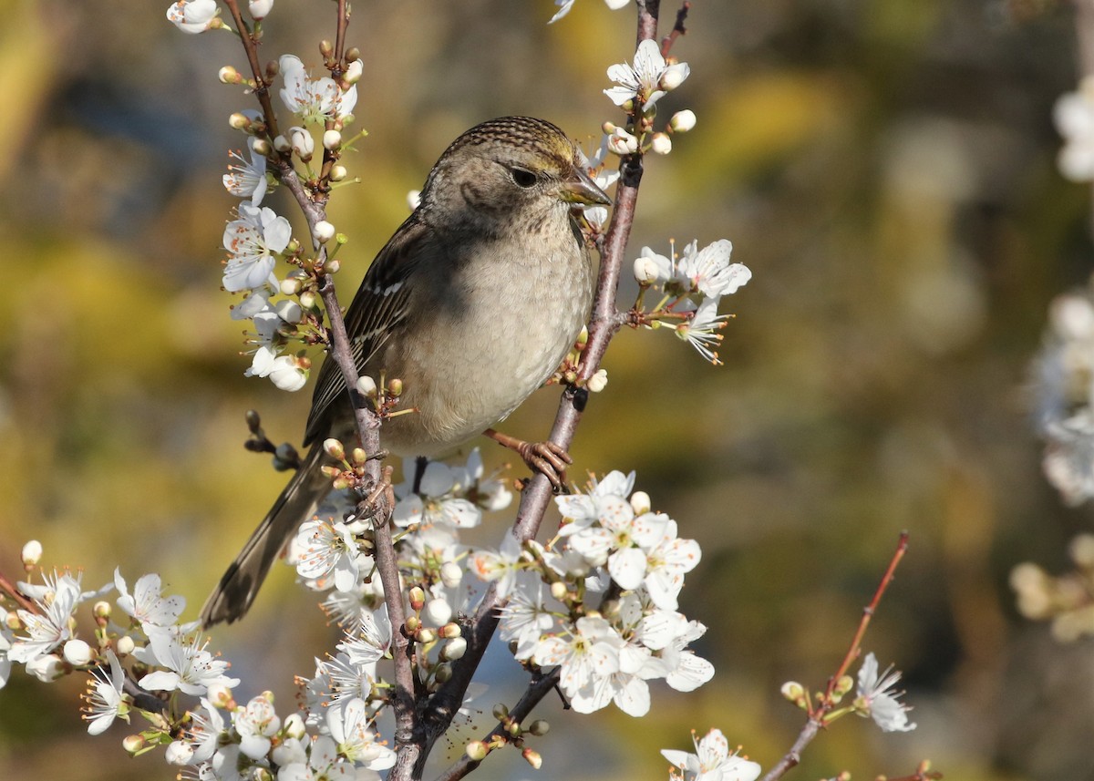 Golden-crowned Sparrow - Dean LaTray