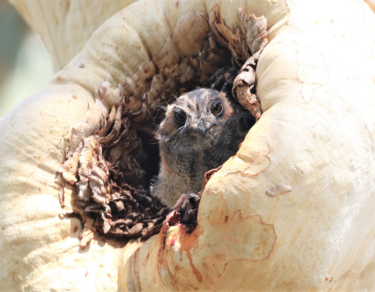 Australian Owlet-nightjar - ML312399641
