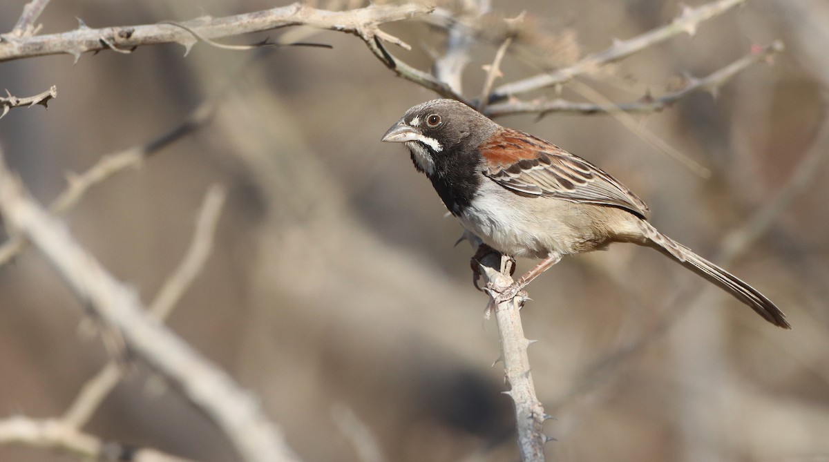 Black-chested Sparrow - ML312399731