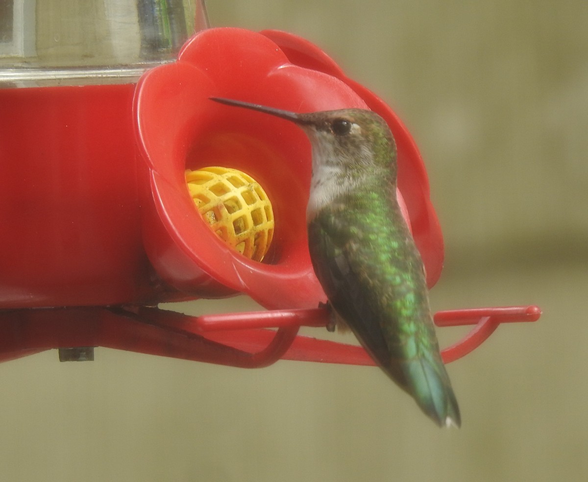Rufous Hummingbird - ML312400131