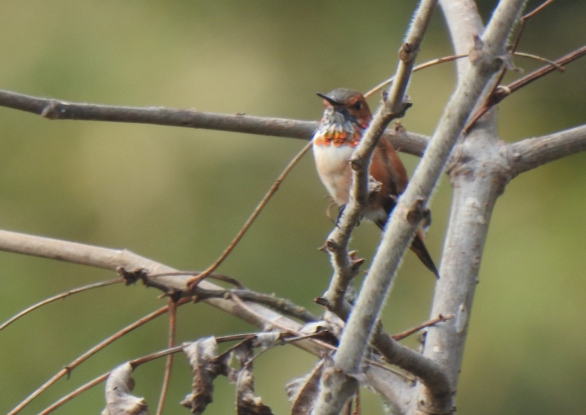 Rufous Hummingbird - ML312400291
