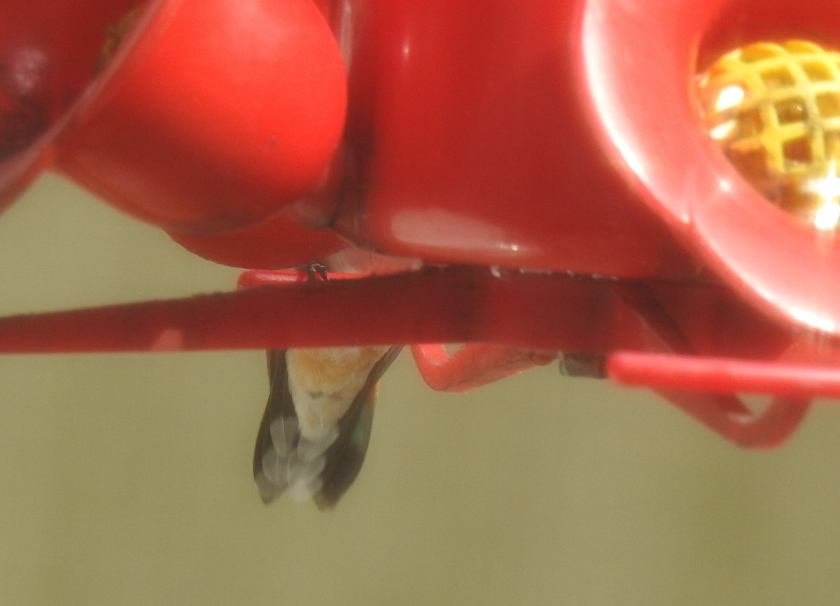 Rufous Hummingbird - ML312400431