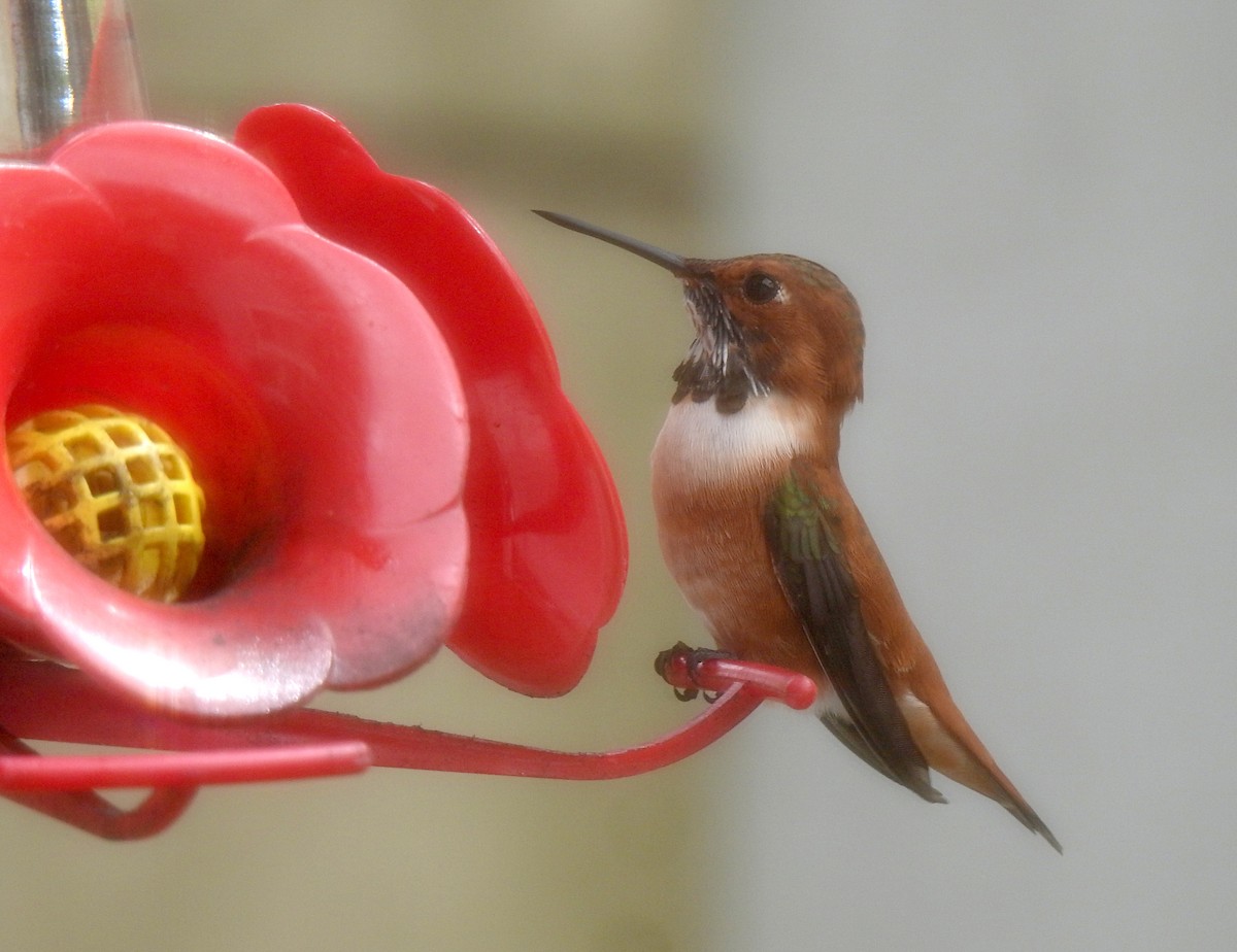 Rufous Hummingbird - ML312402231