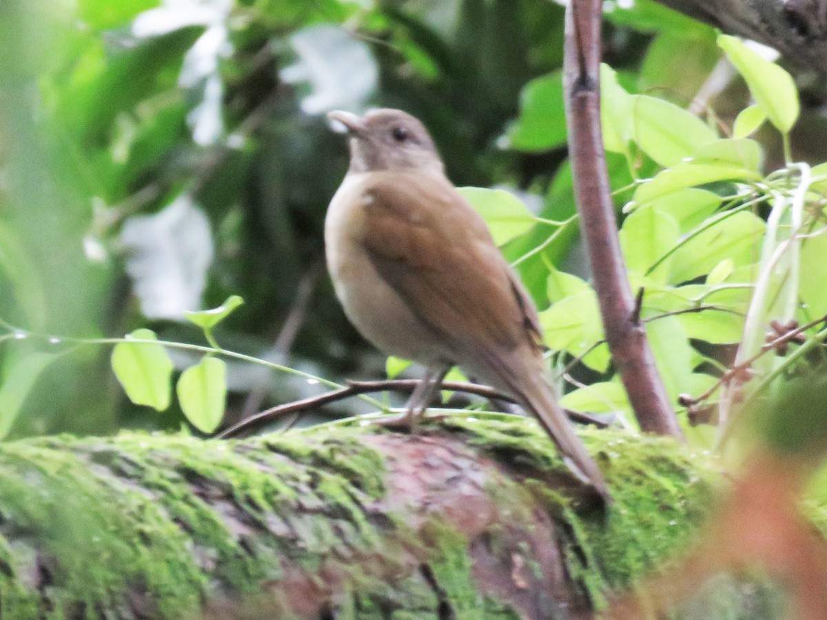 Pale-breasted Thrush - ML312404221