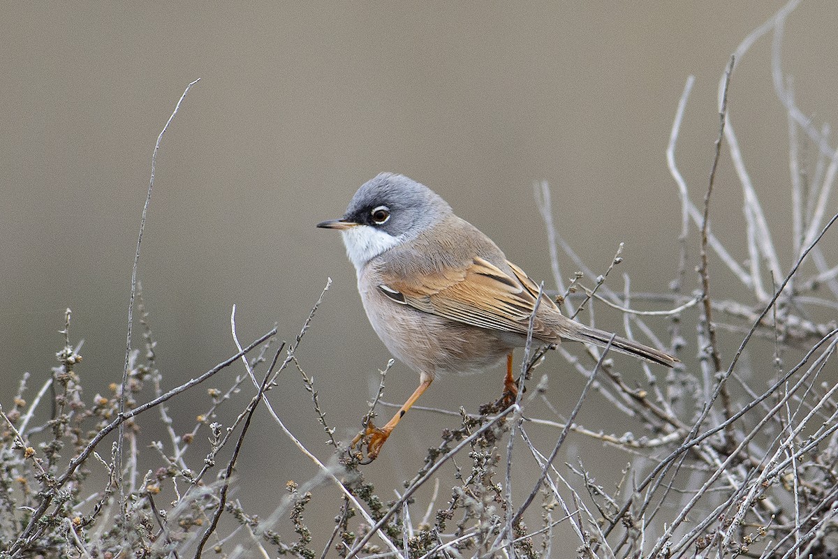 Spectacled Warbler - ML312404621
