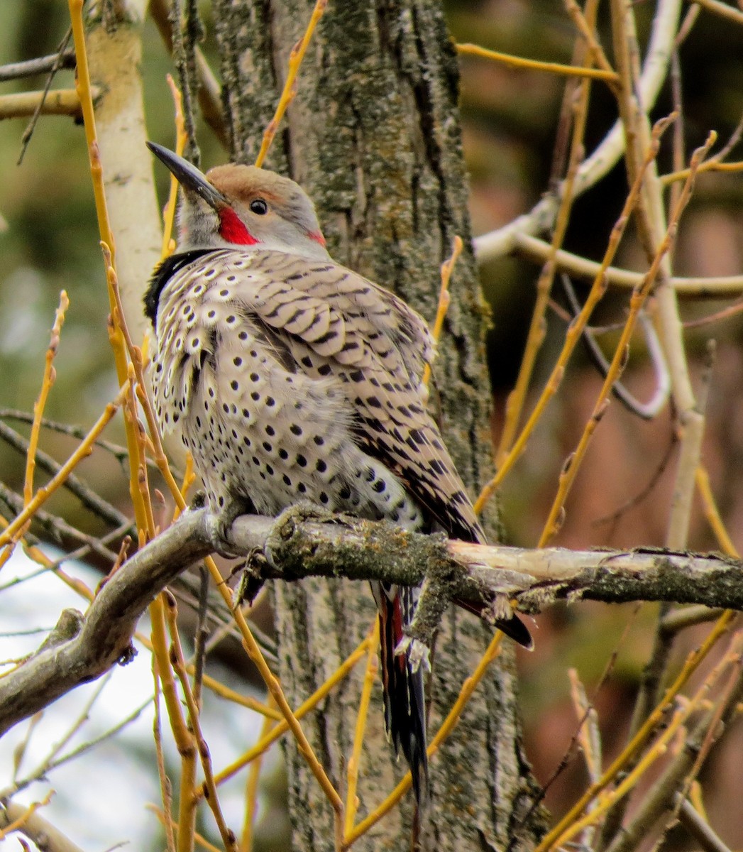 Northern Flicker (Yellow-shafted x Red-shafted) - ML312404881