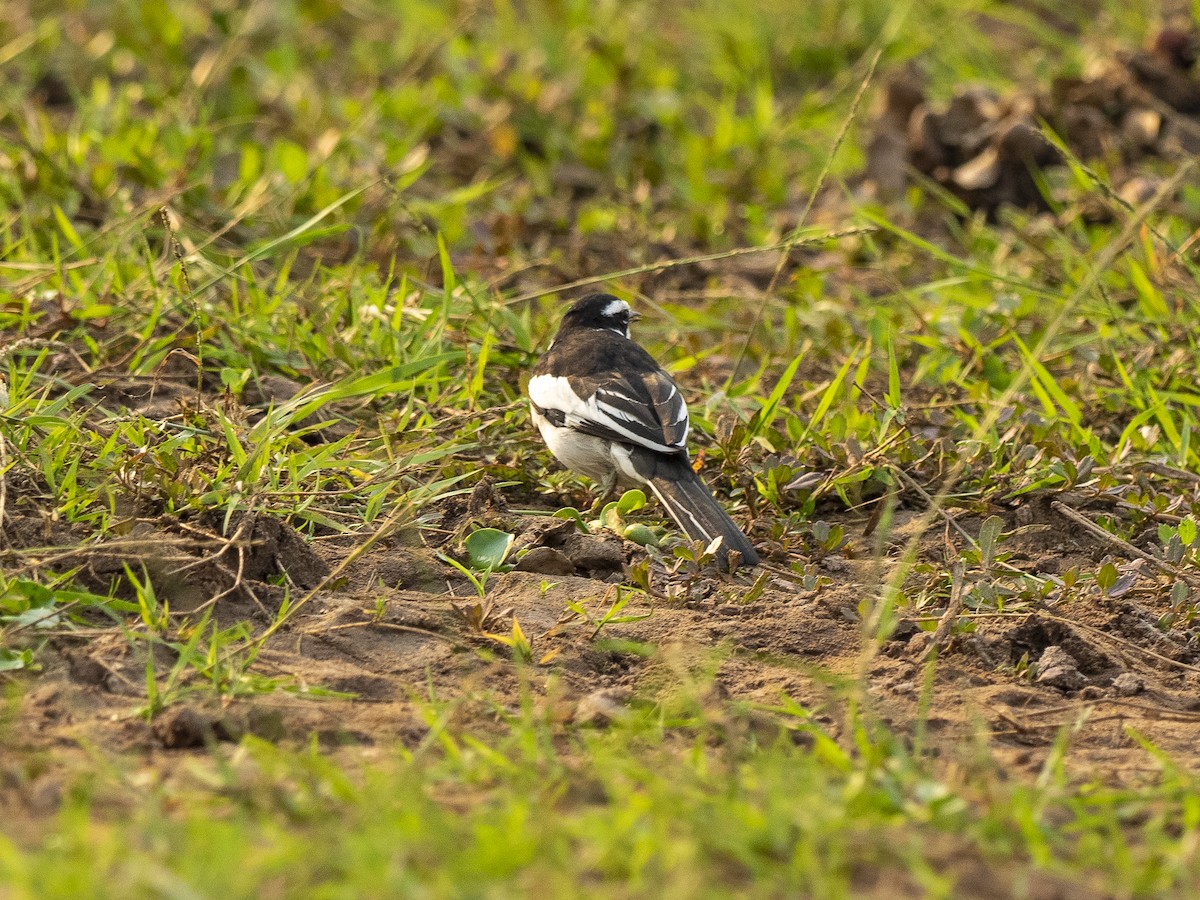 African Pied Wagtail - ML312405011