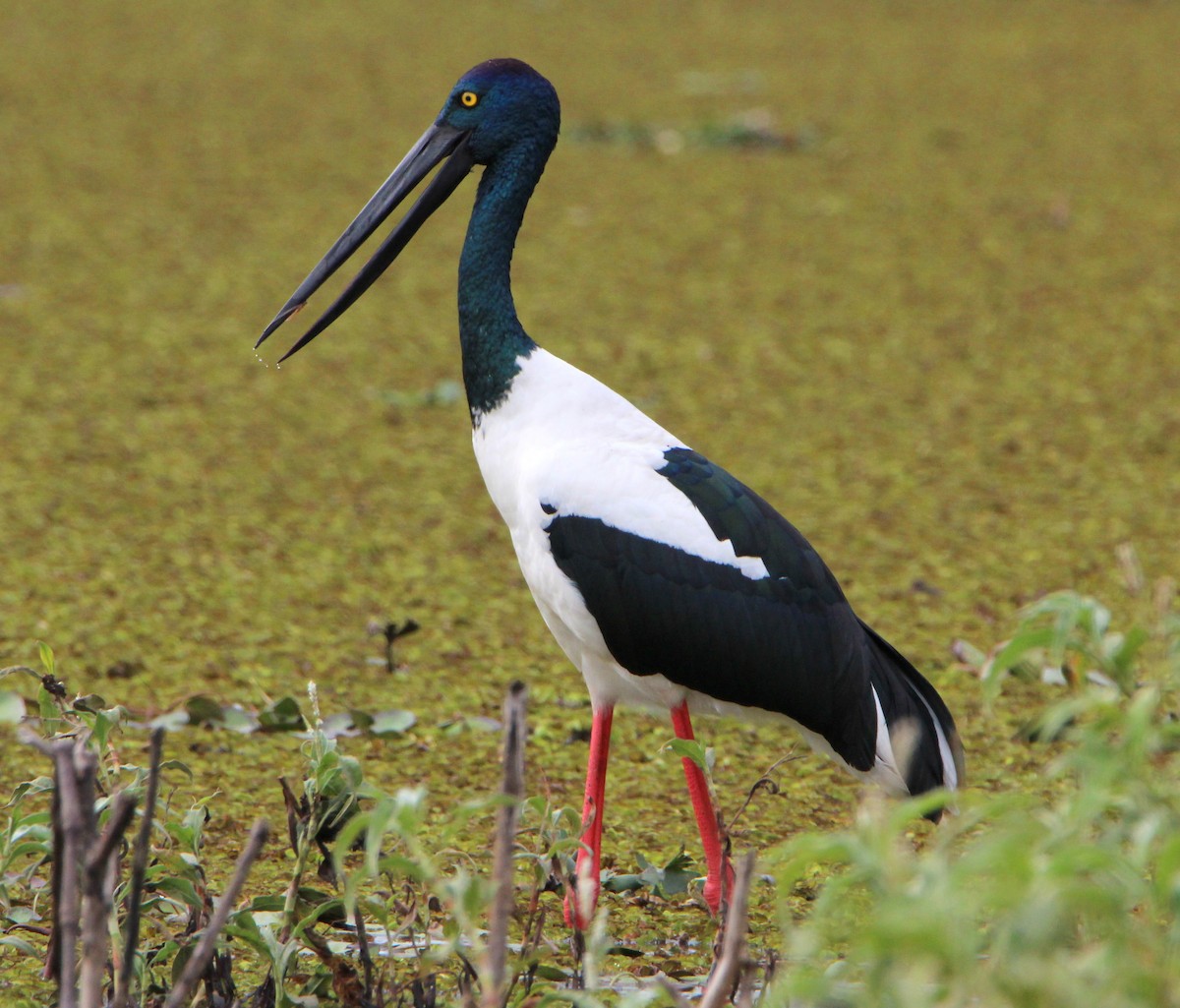 Black-necked Stork - ML31240611