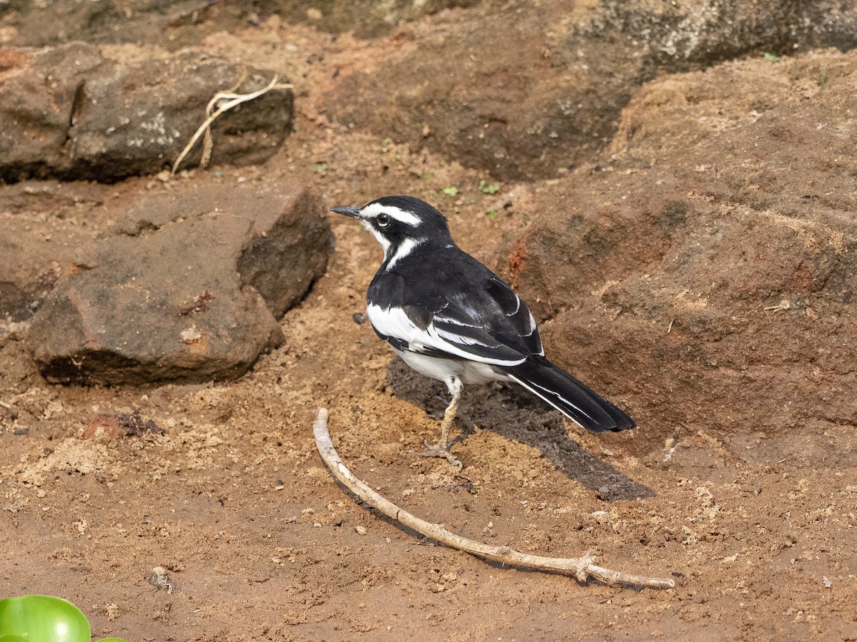 African Pied Wagtail - ML312406601