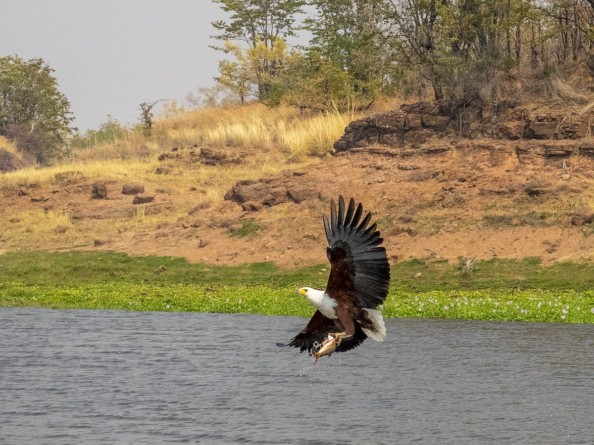 African Fish-Eagle - ML312407441