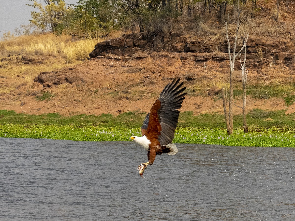 African Fish-Eagle - ML312407451