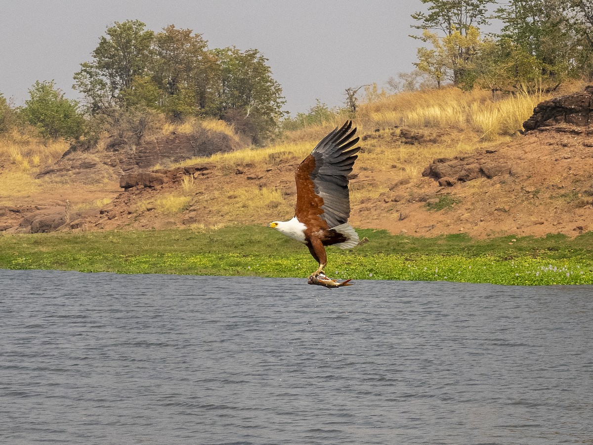 African Fish-Eagle - ML312407481