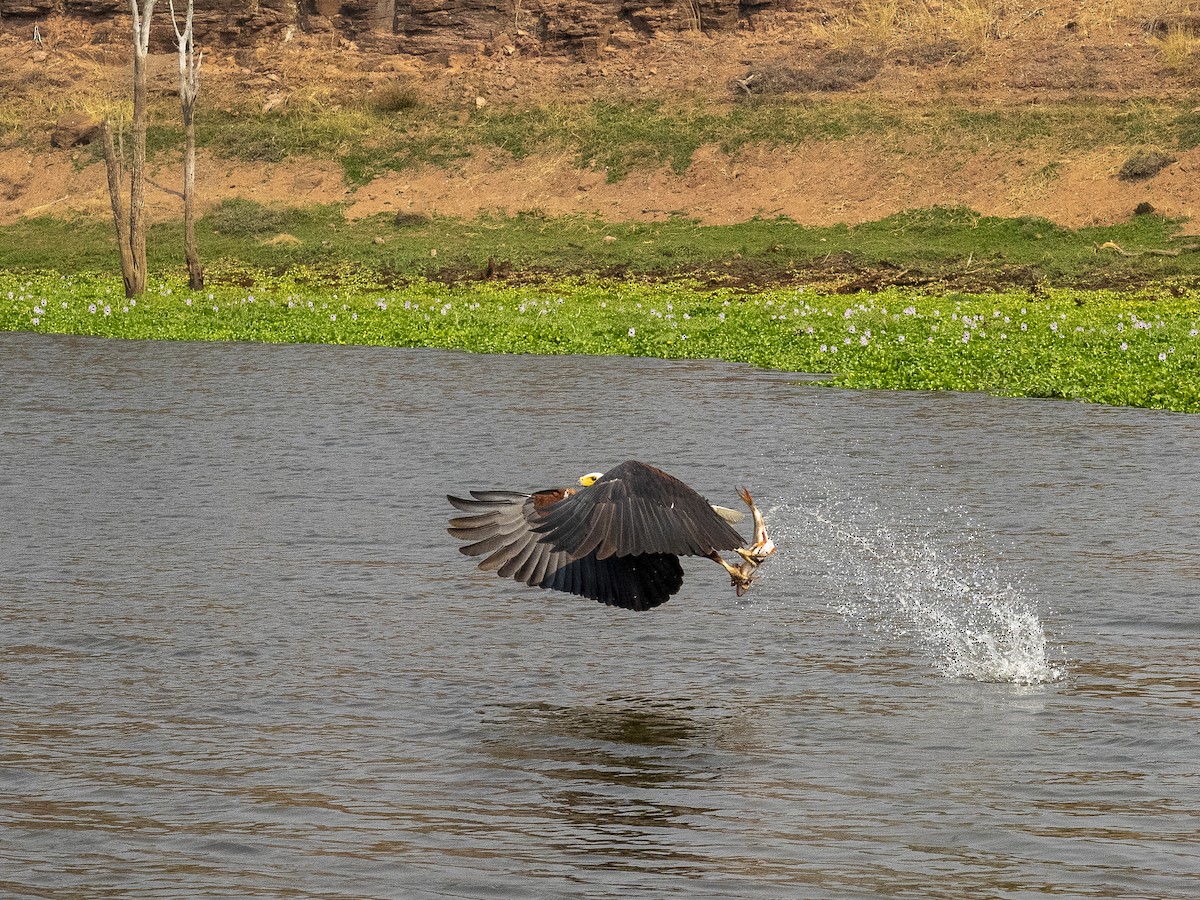 African Fish-Eagle - ML312407491