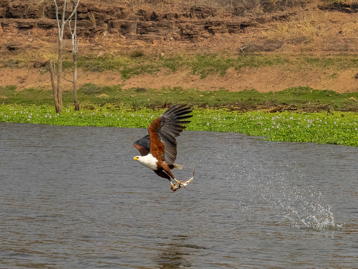 African Fish-Eagle - ML312407501