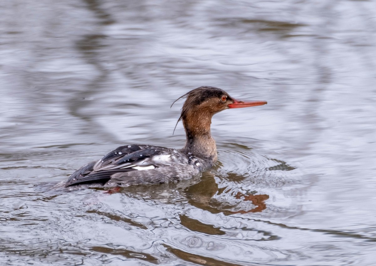 Red-breasted Merganser - Frank Guenther