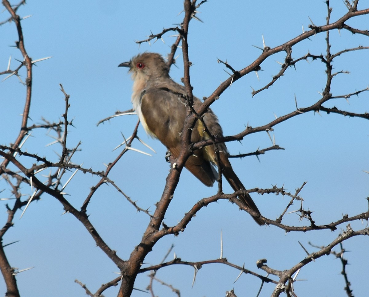 Ash-colored Cuckoo - andres ebel
