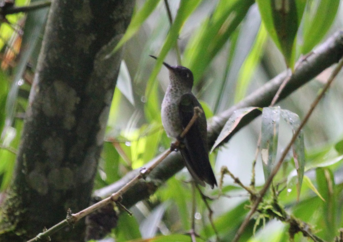 Many-spotted Hummingbird - Jeffrey Blalock
