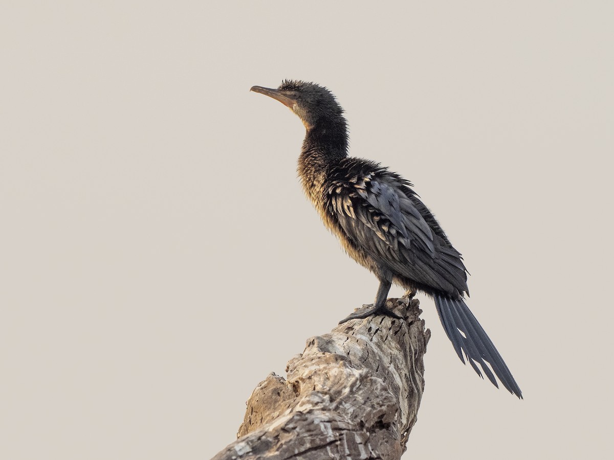 Great Cormorant (White-breasted) - ML312411971