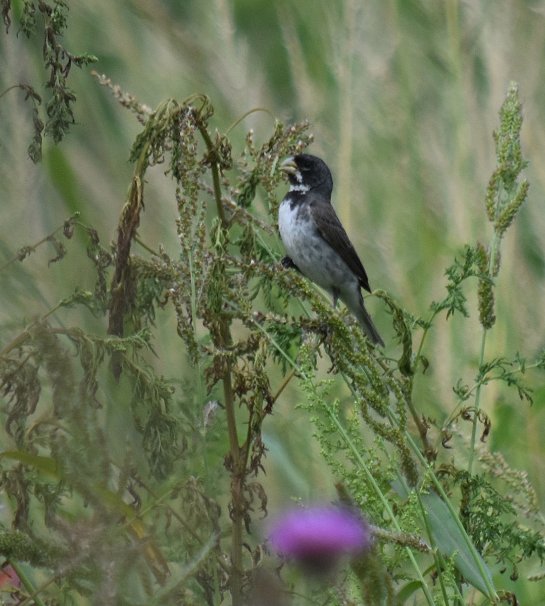 Double-collared Seedeater - ML312414521