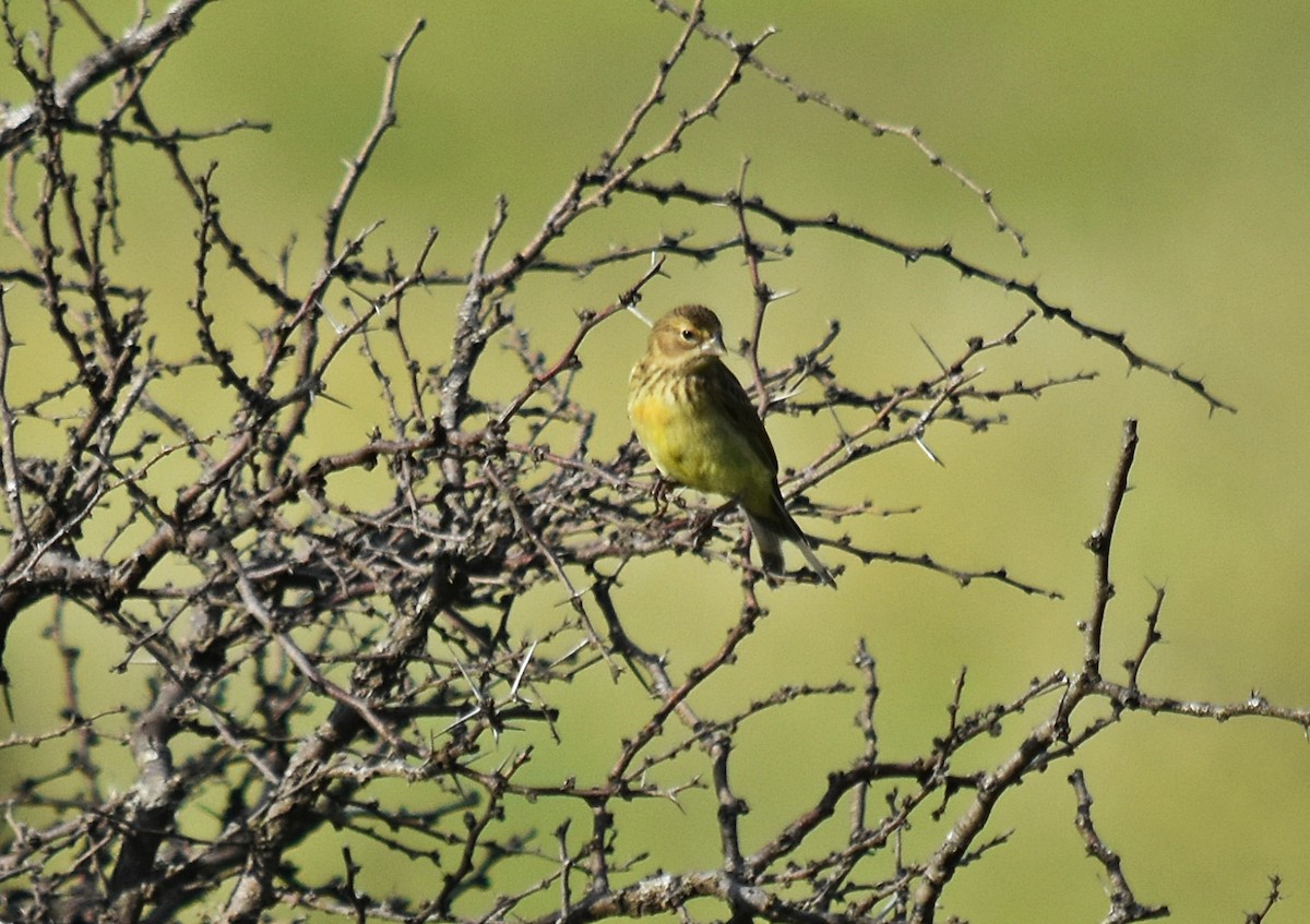 Grassland Yellow-Finch - andres ebel