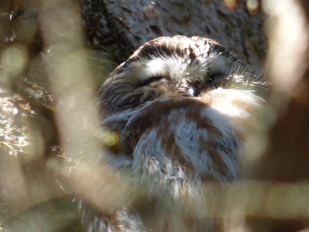 Northern Saw-whet Owl - ML312415581