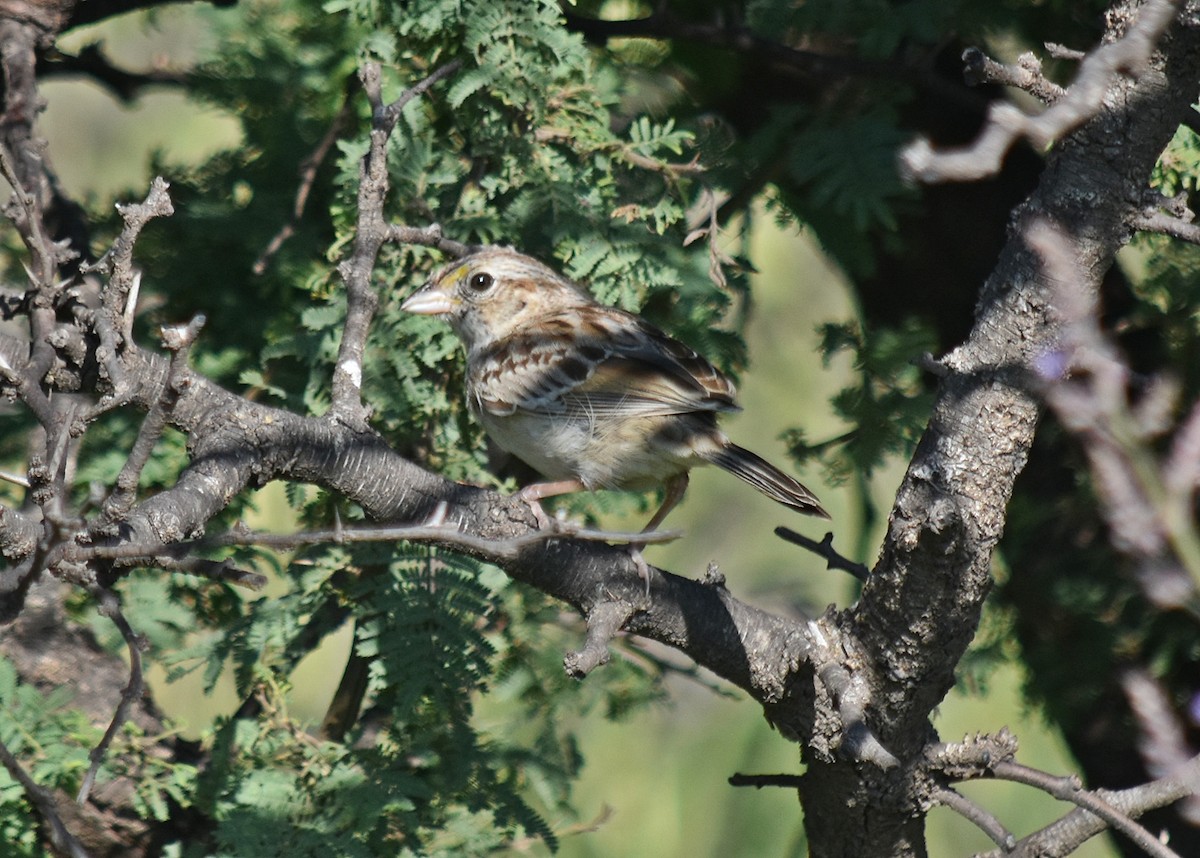Grassland Sparrow - ML312417351